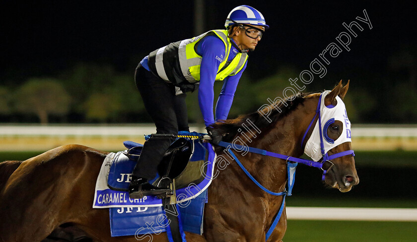 Caramel-Chip-0001 
 CARAMEL CHIP training for The Godolphin Mile
Meydan Dubai 27 Mar 2024 - Pic Steven Cargill / Racingfotos.com