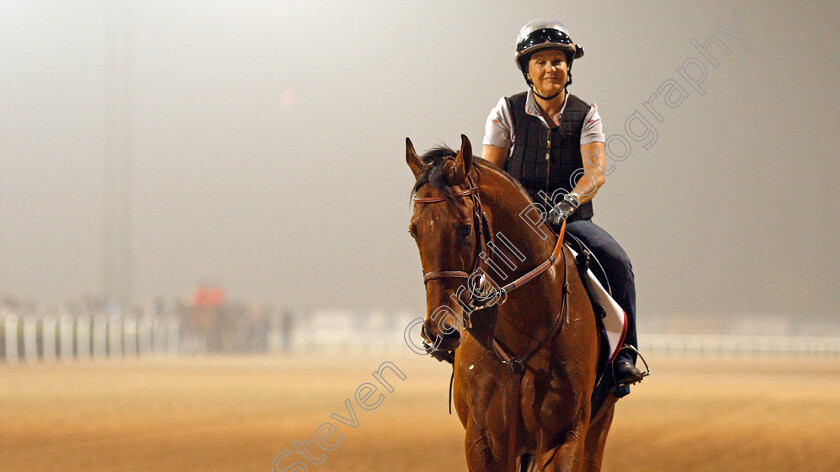 West-Coast-0001 
 WEST COAST exercising in preparation for the Dubai World Cup Meydan 29 Mar 2018 - Pic Steven Cargill / Racingfotos.com