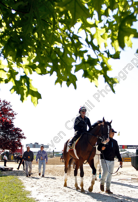 War-Of-Will-0002 
 WAR OF WILL exercising in preparation for the Preakness Stakes
Pimlico, Baltimore USA, 15 May 2019 - Pic Steven Cargill / Racingfotos.com