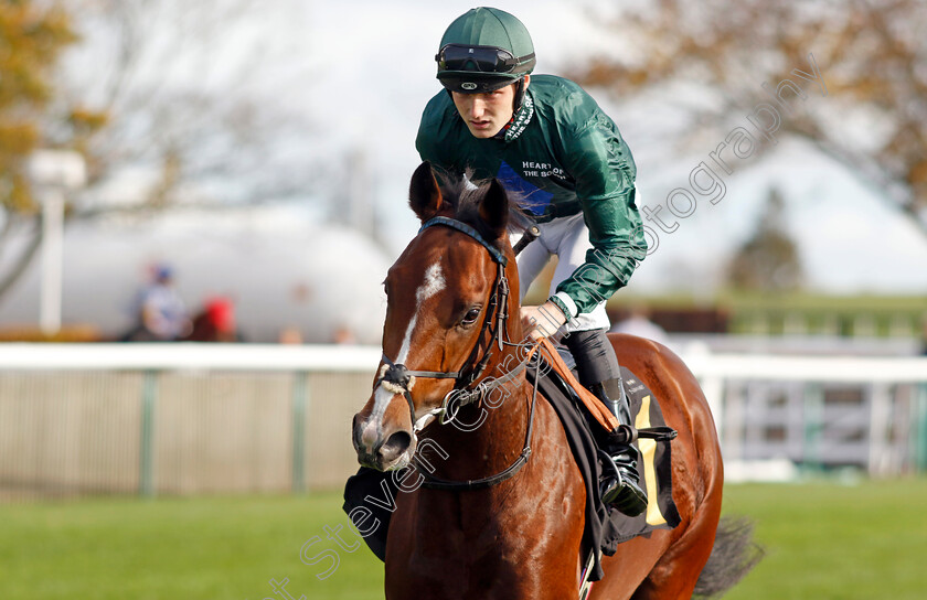 Alpha-Crucis-0001 
 ALPHA CRUCIS (Rhys Clutterbuck)
Newmarket 28 Oct 2022 - Pic Steven Cargill / Racingfotos.com