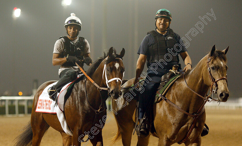 Seeking-The-Soul-0002 
 SEEKING THE SOUL training for The Dubai World Cup
Meydan 28 Mar 2019 - Pic Steven Cargill / Racingfotos.com