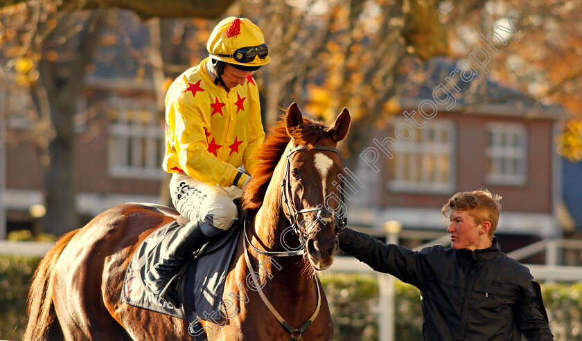 Count-Meribel-0001 
 COUNT MERIBEL (Mark Grant) winner of The Mitie Events & Leisure Novices Hurdle Ascot 25 Nov 2017 - Pic Steven Cargill / Racingfotos.com