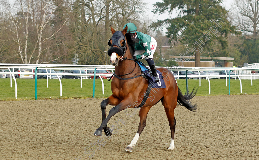 Blown-Away-0001 
 BLOWN AWAY (Hollie Doyle)
Lingfield 7 Mar 2024 - Pic Steven Cargill / Racingfotos.com