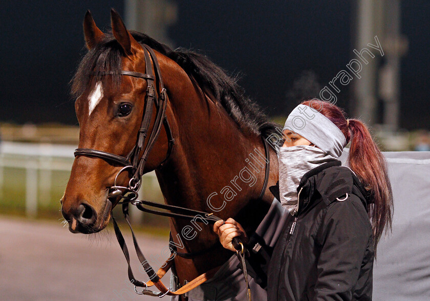 La-Tihaty-0002 
 LA TIHATY winner of The Support The Injured Jockeys Fund Novice Stakes
Chelmsford 22 Jan 2021 - Pic Steven Cargill / Racingfotos.com