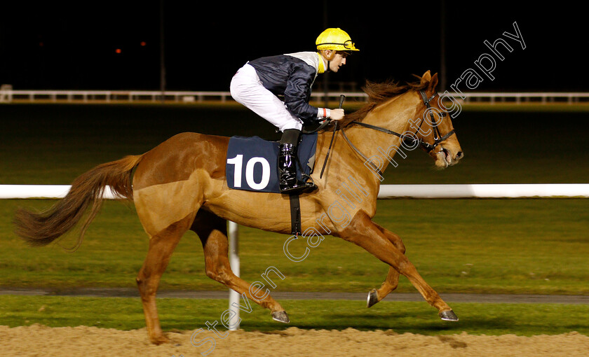 Something-Blond-0002 
 SOMETHING BLOND (Marc Monaghan)
Wolverhampton 10 Dec 2018 - Pic Steven Cargill / Racingfotos.com