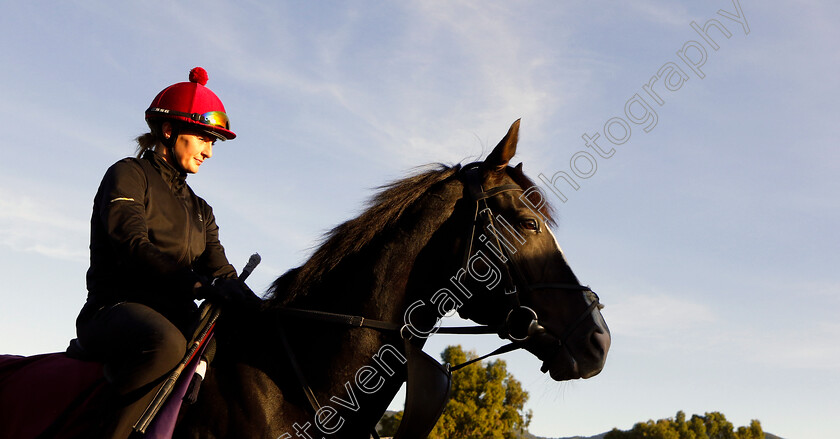 Auguste-Rodin-0003 
 AUGUSTE RODIN training for the Breeders' Cup Turf
Santa Anita USA, 1 Nov 2023 - Pic Steven Cargill / Racingfotos.com