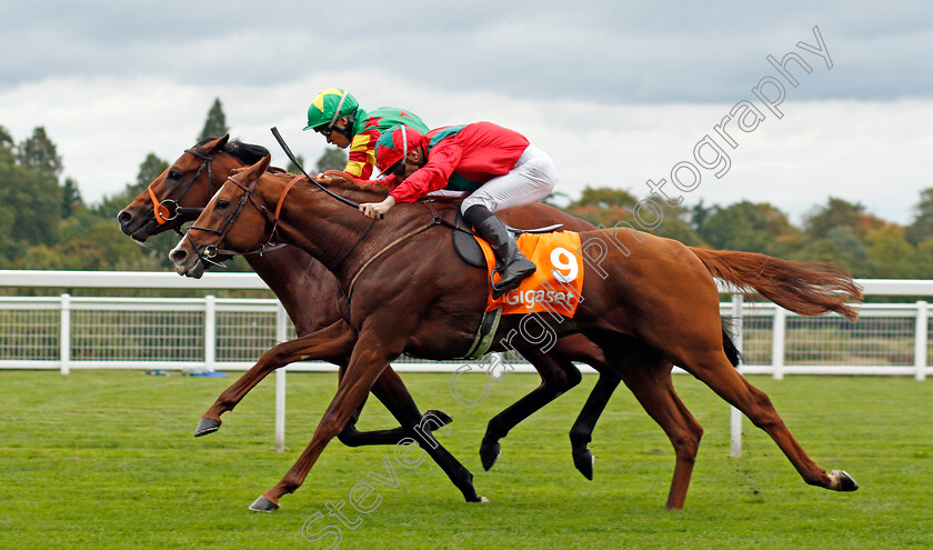 Danehill-Kodiac-0004 
 DANEHILL KODIAC (farside, Sean Levey) beats WALDGEIST (nearside) in The Gigaset Cumberland Lodge Stakes Ascot 7 Oct 2017 - Pic Steven Cargill / Racingfotos.com