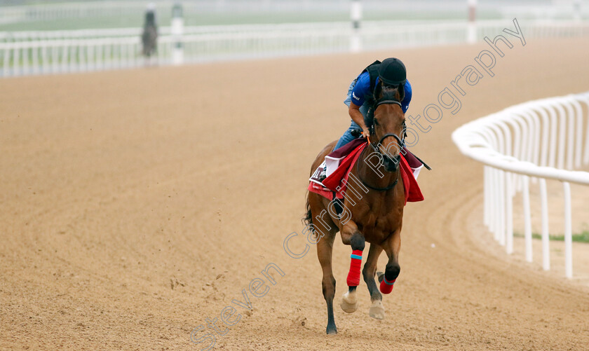 Al-Nayyir-0002 
 AL NAYYIR training for The Dubai Gold Cup
Meydan Dubai 26 Mar 2024 - Pic Steven Cargill / Racingfotos.com