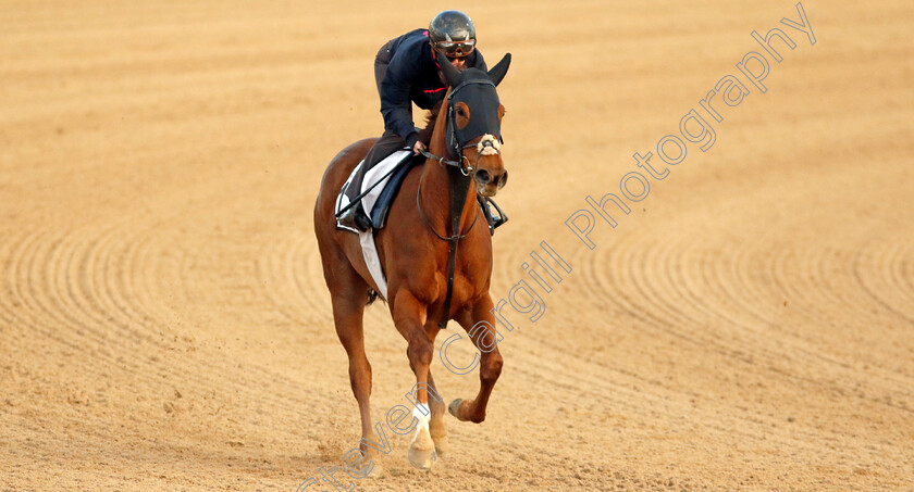 Ladies-Church-0002 
 LADIES CHURCH (Saffie Osborne) training at the Dubai Racing Carnival
Meydan 1 Mar 2024 - Pic Steven Cargill / Racingfotos.com