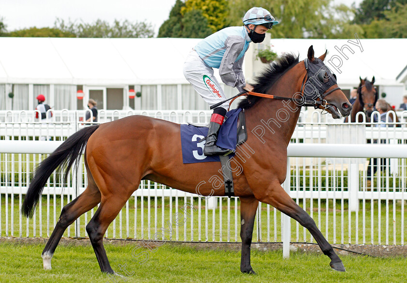 Sir-Oliver-0001 
 SIR OLIVER (Shane Kelly)
Bath 18 Jul 2020 - Pic Steven Cargill / Racingfotos.com