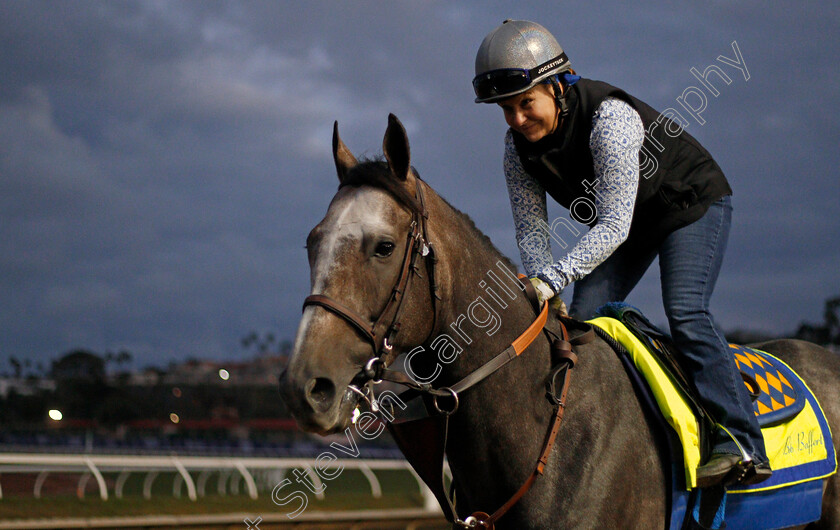 Arrogate-0005 
 ARROGATE training for The Breeders' Cup Classic at Del Mar 2 Nov 2017 - Pic Steven Cargill / Racingfotos.com