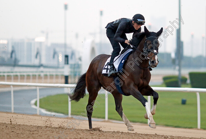 Destructive-0002 
 DESTRUCTIVE training at the Dubai Racing Carnival
Meydan 1 Feb 2024 - Pic Steven Cargill / Racingfotos.com