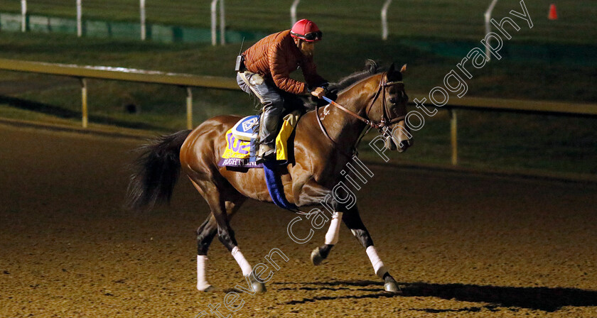 Flightline-0004 
 FLIGHTLINE training for the Breeders' Cup Classic
Keeneland USA 3 Nov 2022 - Pic Steven Cargill / Racingfotos.com