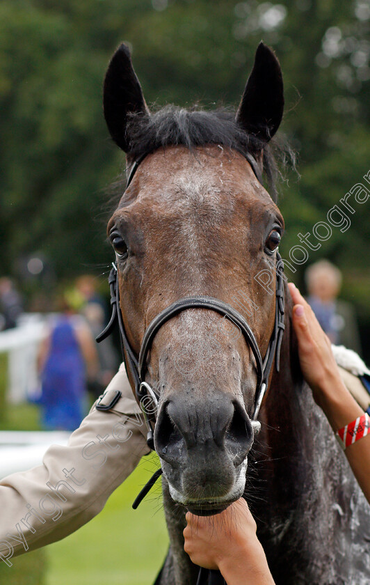 Angel-Bleu-0010 
 ANGEL BLEU after The Unibet Vintage Stakes
Goodwood 27 Jul 2021 - Pic Steven Cargill / Racingfotos.com