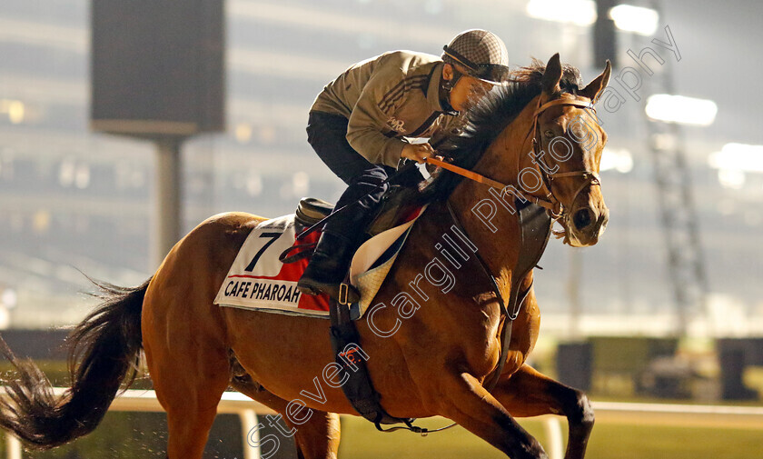 Cafe-Pharoah-0001 
 CAFE PHAROAH training for the Dubai World Cup
Meydan, Dubai, 21 Mar 2023 - Pic Steven Cargill / Racingfotos.com