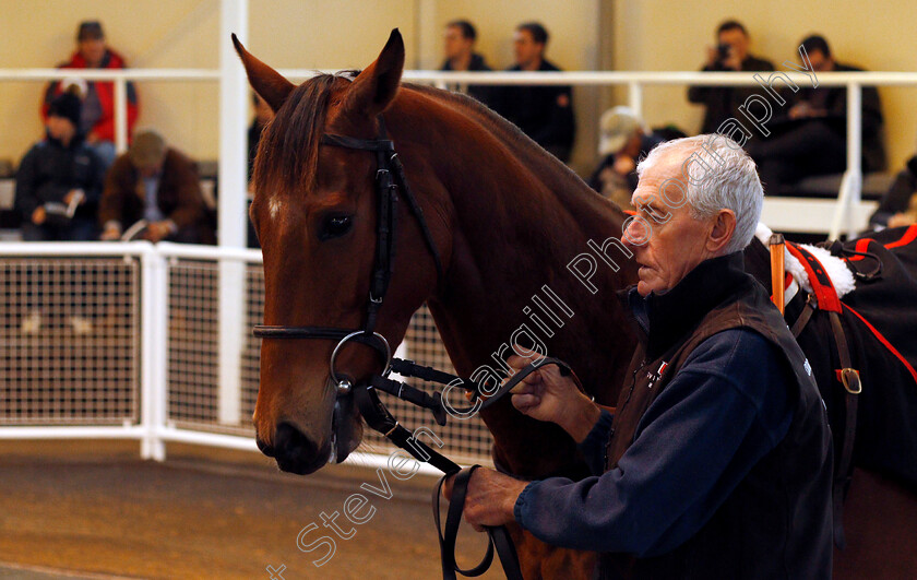 Lot-0163-Fled-Or-Pled-£12000-0001 
 Lot 163 FLED OR PLED selling for £12000 at Tattersalls Ireland Ascot November Sale 9 Nov 2017 - Pic Steven Cargill / Racinfotos.com