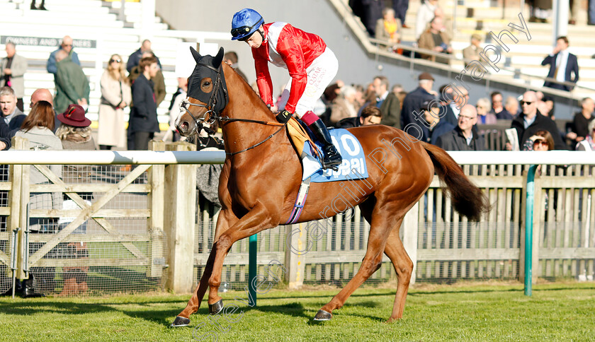 Vetiver-0001 
 VETIVER (Oisin Murphy)
Newmarket 11 Oct 2024 - Pic Steven Cargill / Racingfotos.com