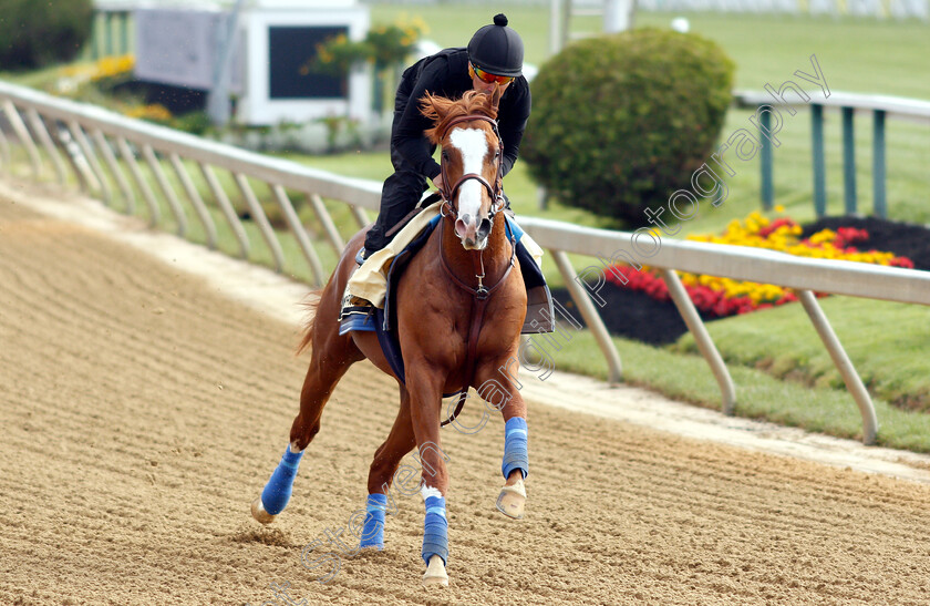 Improbable-0008 
 IMPROBABLE exercising in preparation for the Preakness Stakes
Pimlico, Baltimore USA, 16 May 2019 - Pic Steven Cargill / Racingfotos.com