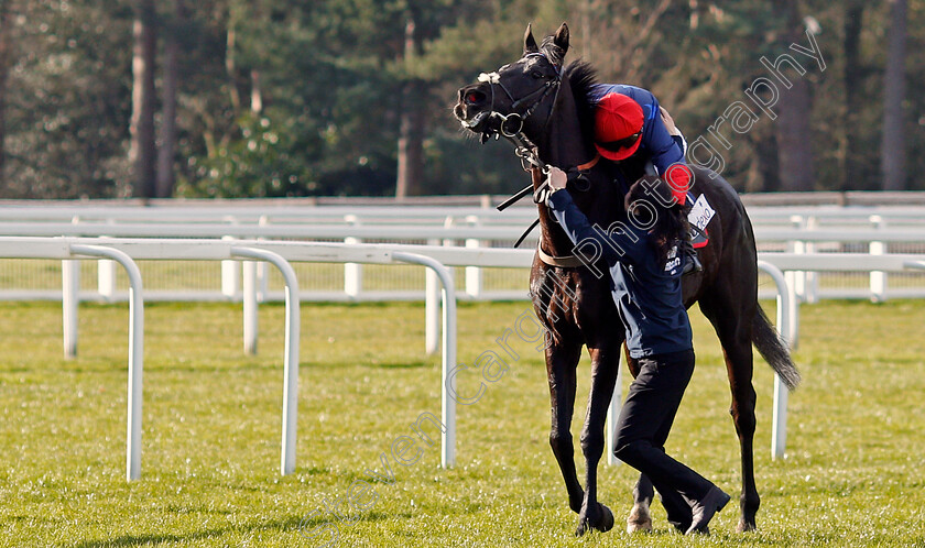 Black-Corton-0011 
 BLACK CORTON (Bryony Frost) after The Sodexo Reynoldstown Novices Chase Ascot 17 Feb 2018 - Pic Steven Cargill / Racingfotos.com