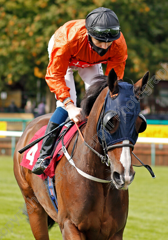 Follow-Intello-0001 
 FOLLOW INTELLO (Callum Shepherd)
Haydock 4 Sep 2020 - Pic Steven Cargill / Racingfotos.com