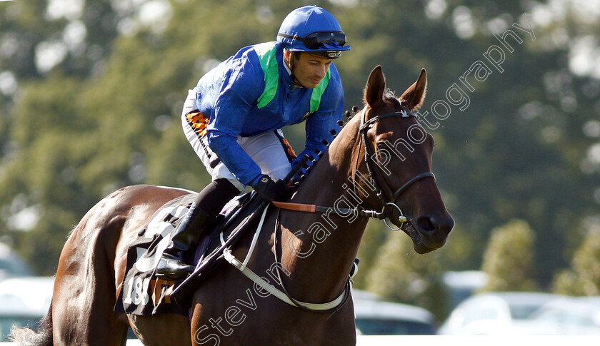 Victory-Command-0002 
 VICTORY COMMAND (Silvestre De Sousa)
Sandown 1 Sep 2018 - PIc Steven Cargill / Racingfotos.com