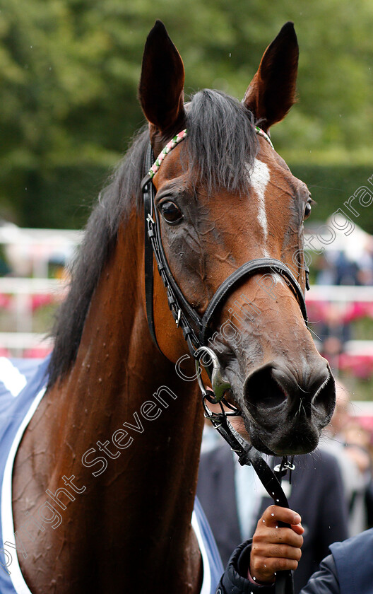 Enable-0029 
 ENABLE after The King George VI & Queen Elizabeth Stakes
Ascot 27 Jul 2019 - Pic Steven Cargill / Racingfotos.com