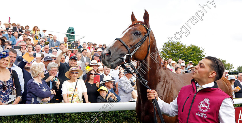 Stradivarius-0005 
 STRADIVARIUS after finishing second in The Al Shaqab Goodwood Cup
Goodwood 26 Jul 2022 - Pic Steven Cargill / Racingfotos.com