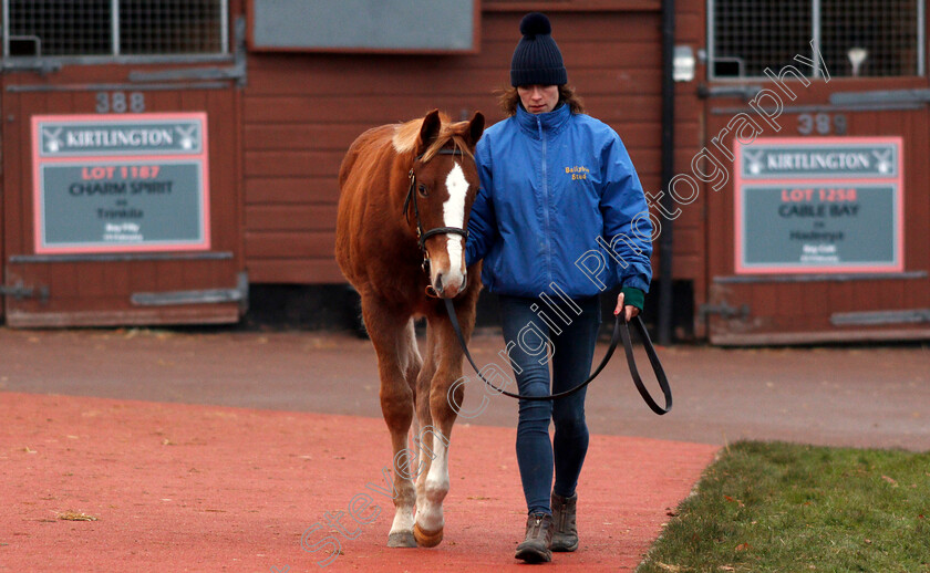 Foals-0001 
 a foal to be sold at Tattersalls December Foal Sale, Newmarket 30 Nov 2017 - Pic Steven Cargill / Racingfotos.com