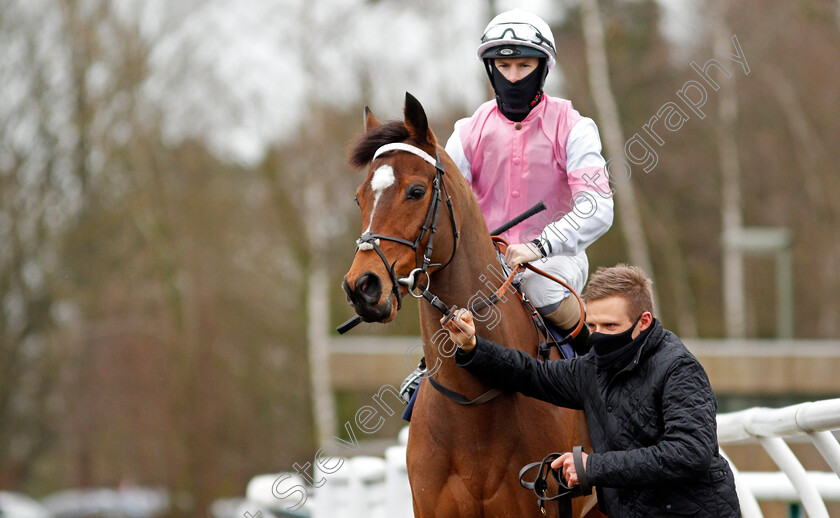 Attracted-0002 
 ATTRACTED (Richard Kingscote) winner of The Bombardier Novice Stakes
Lingfield 19 Feb 2021 - Pic Steven Cargill / Racingfotos.com