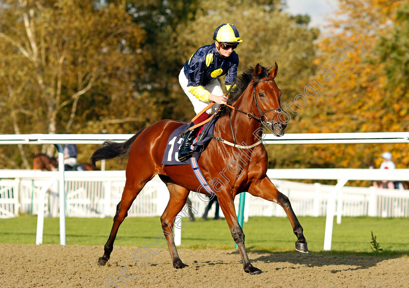 Showman-0001 
 SHOWMAN (Rob Hornby)
Lingfield 28 Oct 2021 - Pic Steven Cargill / Raingfotos.com