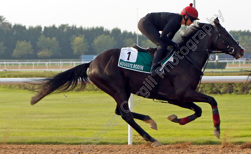 Auguste-Rodin-0001 
 AUGUSTE RODIN training for The Sheema Classic
Meydan Dubai 28 Mar 2024 - Pic Steven Cargill / Racingfotos.com