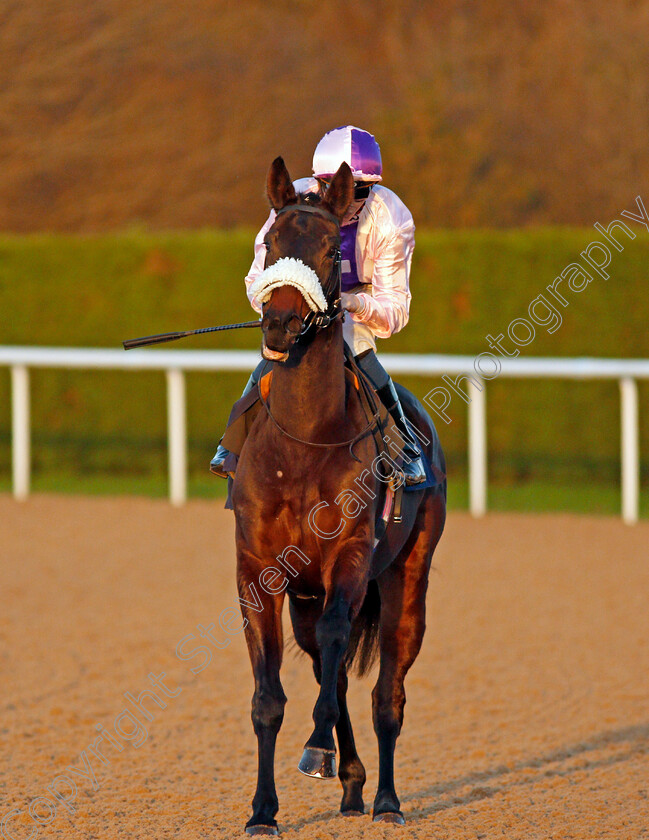 Morning-Fury-0001 
 MORNING FURY (David Probert)
Wolverhampton 3 Jan 2020 - Pic Steven Cargill / Racingfotos.com