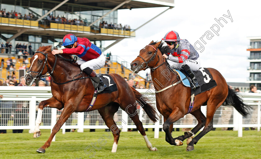 White-Mocha-0002 
 WHITE MOCHA (left, James Doyle) beats KNIGHT TO BEHOLD (right) in The Haynes Hanson & Clark Stakes Newbury 22 Sep 2017 - Pic Steven Cargill / Racingfotos.com