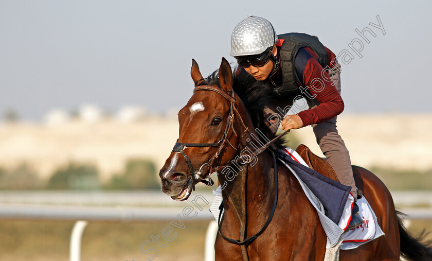 Penja-0006 
 PENJA exercising in preparation for Friday's Bahrain International Trophy
Sakhir Racecourse, Bahrain 17 Nov 2021 - Pic Steven Cargill / Racingfotos.com