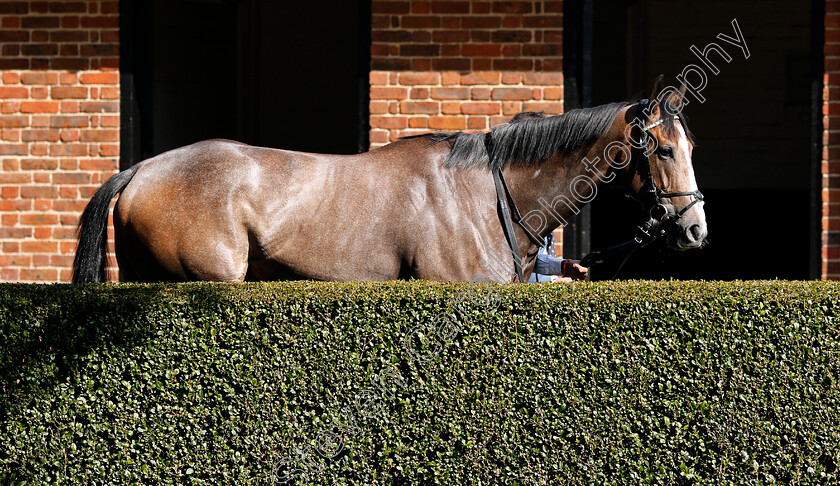 Monsoon-Moon-0001 
 MONSOON MOON before winning The Close Brothers Motor Finance EBF Stallions Fillies Novice Stakes
Newmarket 19 Sep 2020 - Pic Steven Cargill / Racingfotos.com