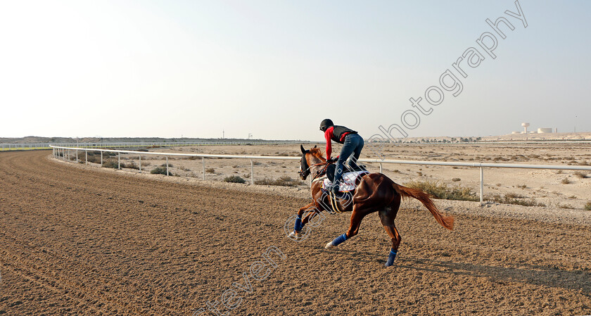 Emperor-Of-The-Sun-0003 
 EMPEROR OF THE SUN exercising in preparation for Friday's Bahrain International Trophy
Sakhir Racecourse, Bahrain 17 Nov 2021 - Pic Steven Cargill / Racingfotos.com