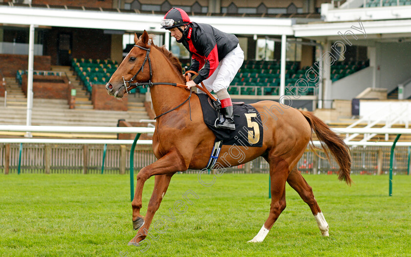 Risky-Business-0001 
 RISKY BUSINESS (Jimmy Quinn)
Newmarket 21 Oct 2020 - Pic Steven Cargill / Racingfotos.com