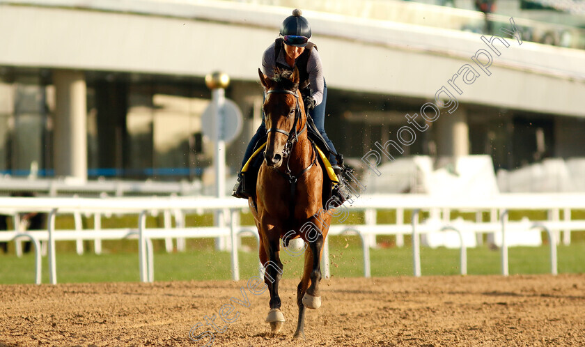 Shirl s-Speight-0003 
 SHIRL'S SPEIGHT training for The Dubai Turf
Meydan, Dubai, 22 Mar 2023 - Pic Steven Cargill / Racingfotos.com