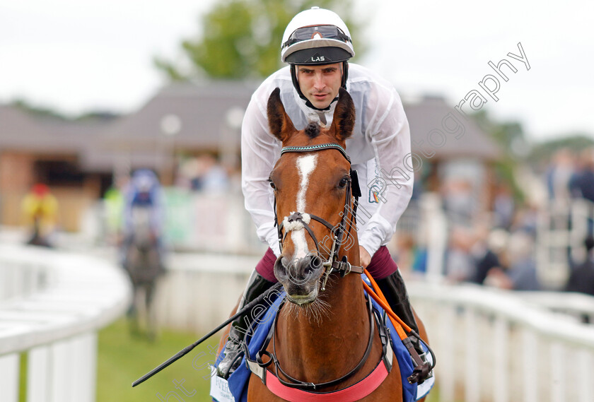 Amber-Dew 
 AMBER DEW (Jack Duern)
York 11 Jun 2022 - Pic Steven Cargill / Racingfotos.com