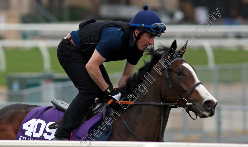 Queen s-Trust-0001 
 QUEEN'S TRUST training for The Breeders' Cup Filly & Mare Turf at Del Mar USA, 1 Nov 2017 - Pic Steven Cargill / Racingfotos.com