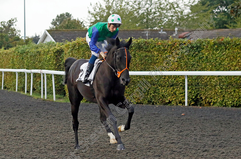 War-Howl-0001 
 WAR HOWL (Harry Davies)
Kempton 6 Sep 2024 - Pic Steven Cargill / Racingfotos.com