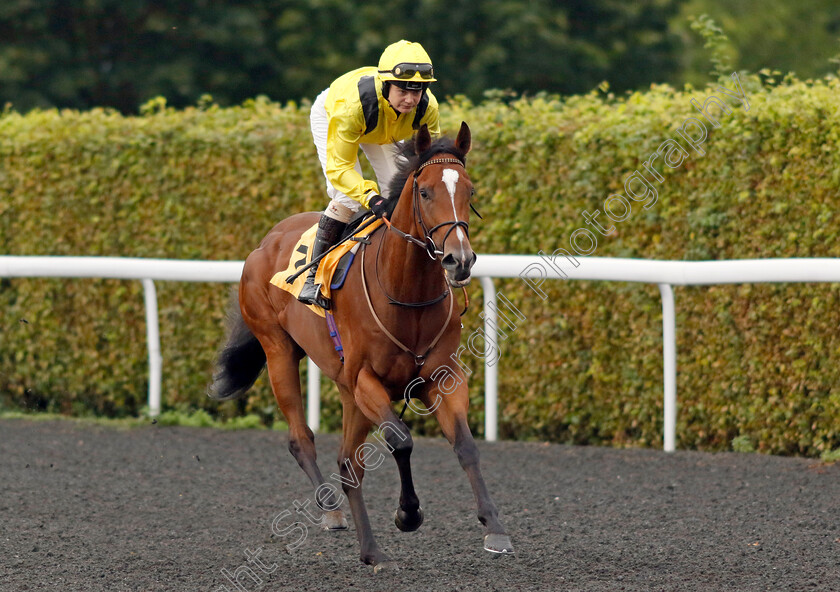 Kammeel-0001 
 KAMMEEL (Laura Coughlan)
Kempton 6 Sep 2024 - Pic Steven Cargill / Racingfotos.com