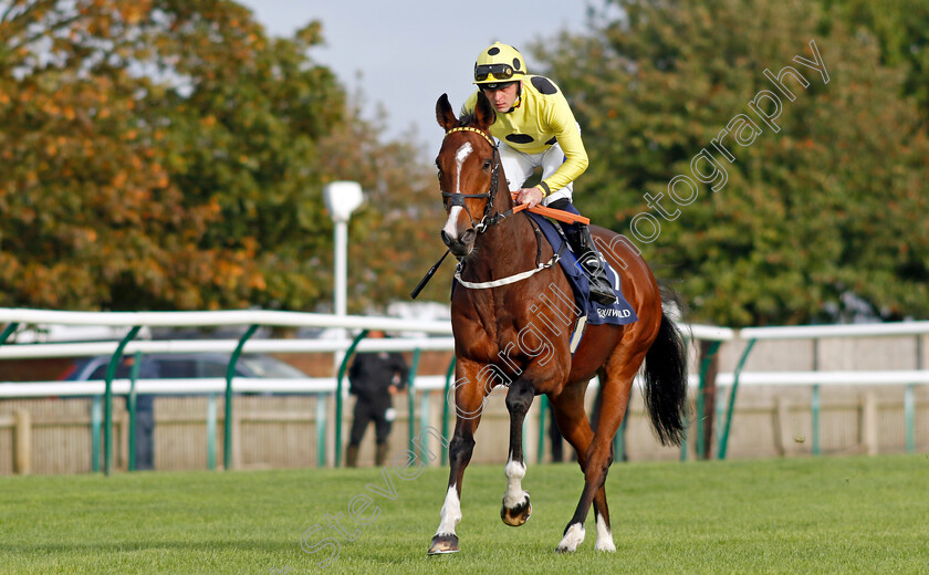 Aimeric-0001 
 AIMERIC (Clifford Lee)
Newmarket 27 Sep 2024 - Pic Steven Cargill / Racingfotos.com