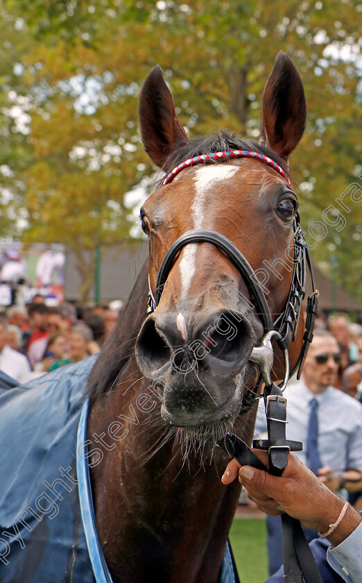 Inspiral-0015 
 INSPIRAL after winning The Prix du Haras de Fresnay-le-Buffard Jacques le Marois
Deauville 13 Aug 2023 - Pic Steven Cargill / Racingfotos.com