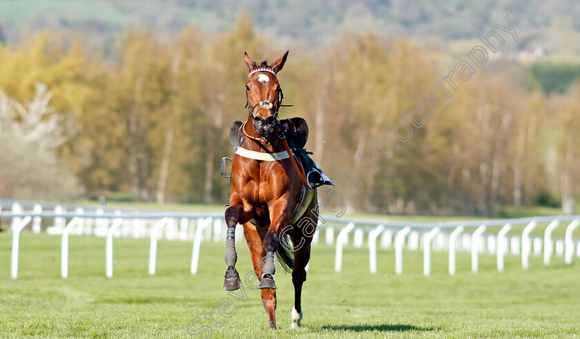 Cheltenham-0004 
 Loose horse at Cheltenham 19 Apr 2018 - Pic Steven Cargill / Racingfotos.com