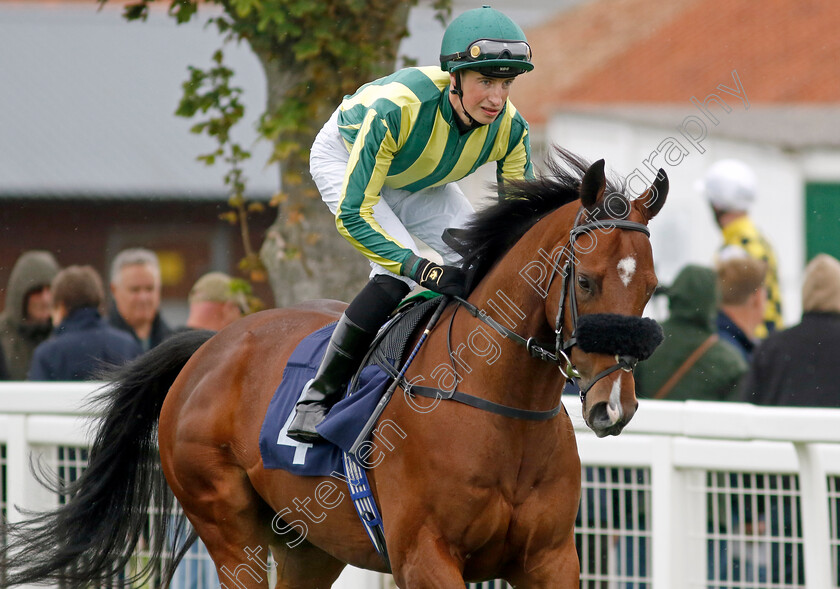 Fauntleroy-0001 
 FAUNTLEROY (Ross Coakley)
Yarmouth 19 Sep 2023 - Pic Steven Cargill / Racingfotos.com