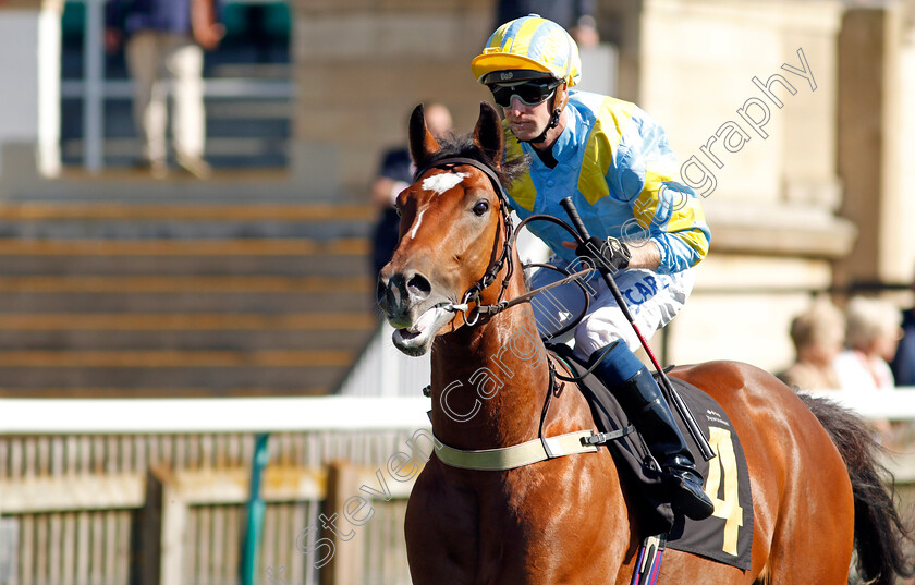 Tezees-0002 
 TEZEES (Joey Haynes)
Newmarket 24 Sep 2021 - Pic Steven Cargill / Racingfotos.com