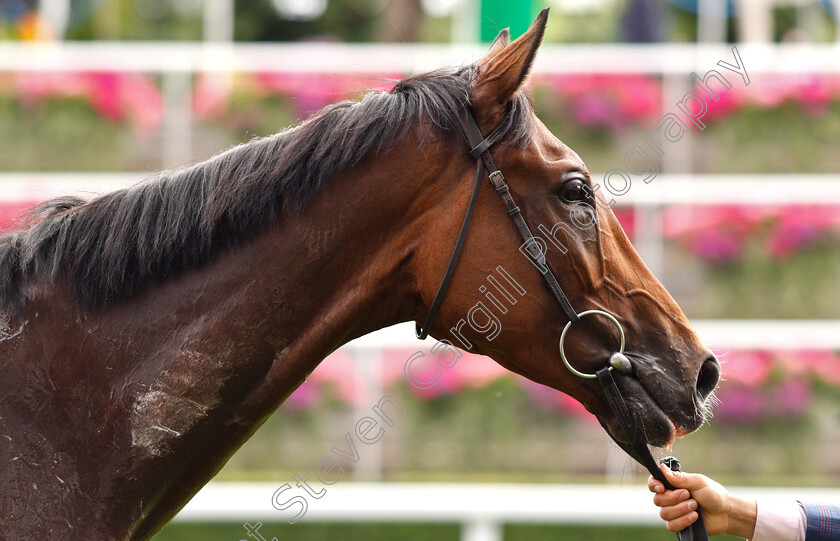 Sextant-0012 
 SEXTANT after The John Guest Racing Handicap
Ascot 26 Jul 2019 - Pic Steven Cargill / Racingfotos.com