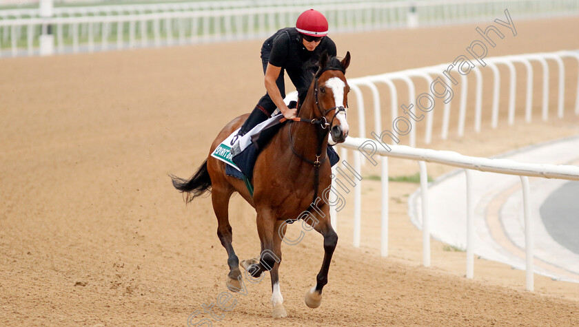 Spirit-Dancer-0003 
 SPIRIT DANCER training for The Sheema Classic
Meydan Dubai 26 Mar 2024 - Pic Steven Cargill / Racingfotos.com