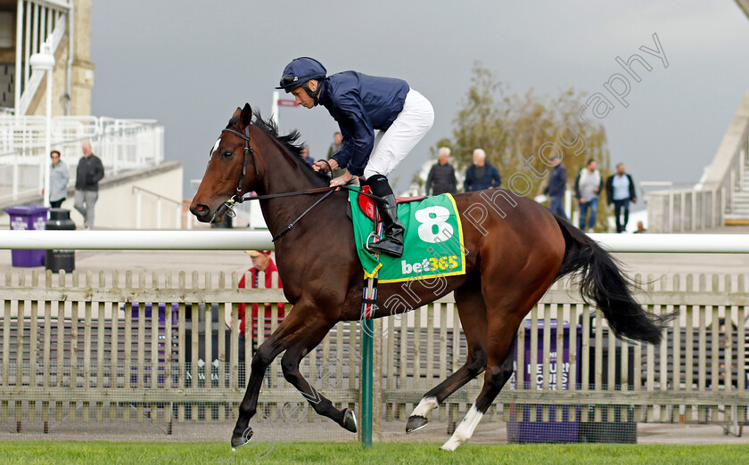 Ylang-Ylang-0004 
 YLANG YLANG (Ryan Moore) winner of The bet365 Fillies Mile
Newmarket 13 Oct 2023 - Pic Steven Cargill / Racingfotos.com